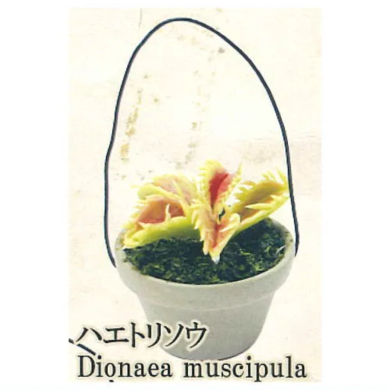 Japonia Tęcza Gashapon Zabawka – Capsule Toy Gashapon recenzja i cena